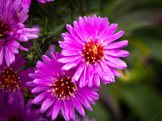 Obraz premium Close-up of pink aster flowers (Aster novae-angliae) in full bloom, bright autumn blossoms in a garden in Slovakia.