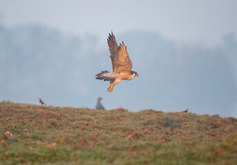 Peregrine falcon taking off from water in the swamps. Selective focus.