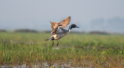 Northern pintail bird flying out of water with use of selective focus 