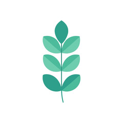 Eucalyptus Leaves Flat Lay on a Clean White Background for Nature Designs