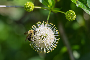 Bumblebee Pollinating a White Buttonbush Flower