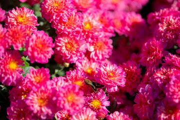 Pink chrysanthemum flowers in a close up, spring concept, chrysanthemum flowers festival