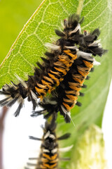 Milkweed Tussock Moth Caterpillar on Green Leaf