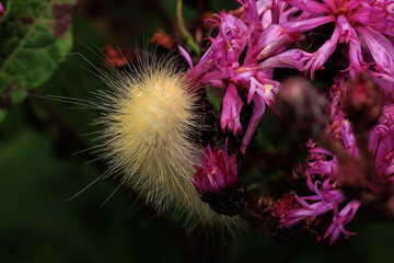 Fuzzy Yellow Caterpillar on Pink Wildflowers