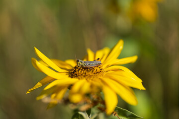 Grasshopper Resting on a Yellow Sunflower