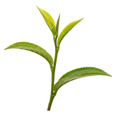 A young tea plant stem with fresh green leaves and a new bud, isolated on a transparent background