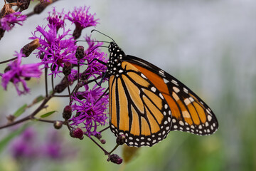 Monarch Butterfly on Purple Ironweed Flower