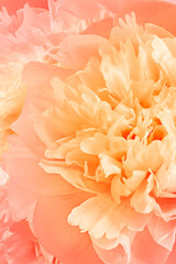 Obraz premium Floral background. Flowers peonies and petals peonies. Close up. Floral spring vertical background. Категория 1 