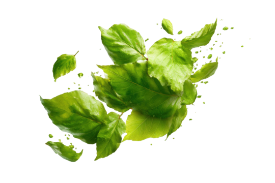 Fresh green leaves in a dynamic splash