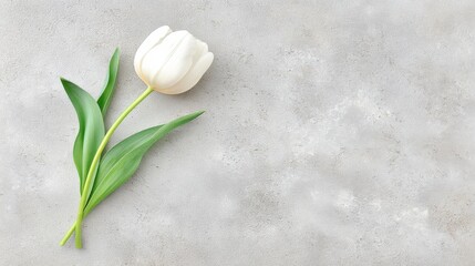Single white tulip on light gray stone background