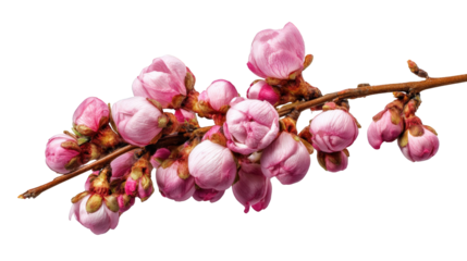 Close-up of a delicate pink flower branch