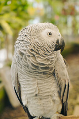 Portrait of Grey Parrot Perched on Tree Branch at Aviary Zoo