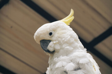 Portrait of a White Cockatoo