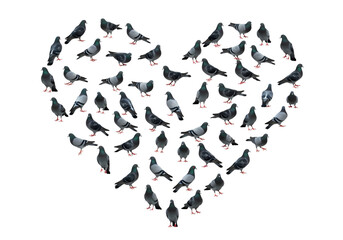 Pigeon heart shape shows love for urban birds