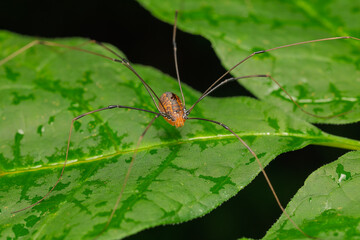 Harvestman Spider on a Wet Green Leaf
