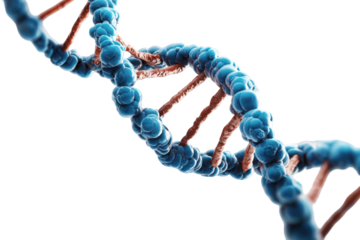 Detailed DNA Double Helix