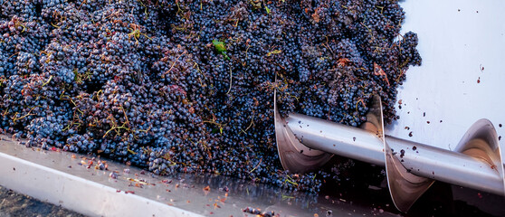 Close-up of red grape destemming and crushing machine in action during wine production process at modern winery