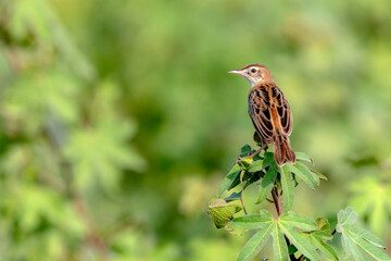 The zitting cisticola or streaked fantail warbler is a widely distributed Old World warbler whose breeding range includes southern Europe, Africa, and southern Asia down to northern Australia