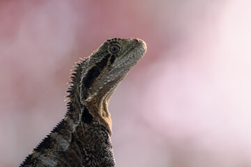 A portrait of an Eastern water dragon in watchful mode and showing its spikey spine and cheeks...