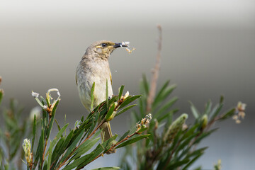 A brown honeyeater with flower material in its beak, plays its part in the pollination process for a bottlebrush or callistemon tree on the Robina Riverwalk on the Gold Coast in Queensland, Australia.