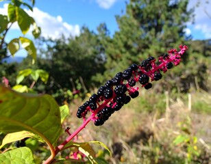 Pokeweed Berries in Autumn Sunlight - A Natural Beauty.