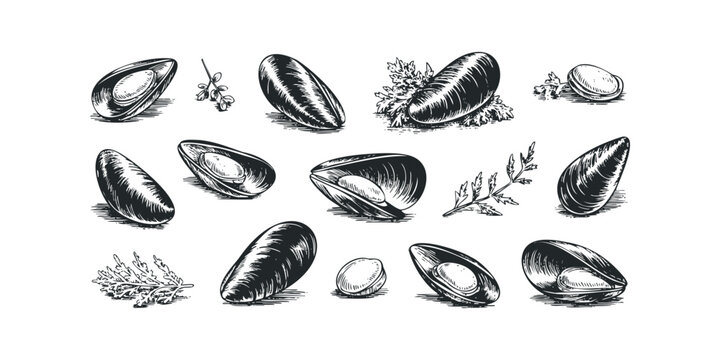 Collection of Hand-Drawn Mussels and Garnish Sprigs