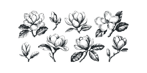 Hand-drawn botanical sketch of magnolia flowers and buds