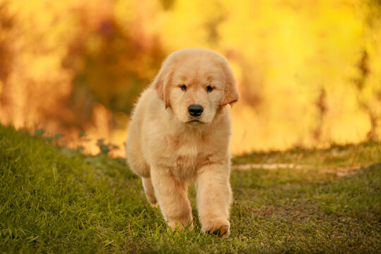 Fluffy golden retriever puppy walking on the grass with a warm autumn background. Peaceful and tender moment of a young dog exploring nature.