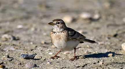 Greater short-toed lark // Kurzzehenlerche (Calandrella brachydactyla) 
