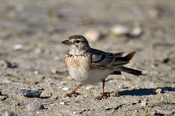 Greater short-toed lark // Kurzzehenlerche (Calandrella brachydactyla) 