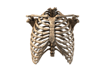 3D Rendered Human Ribcage (1)