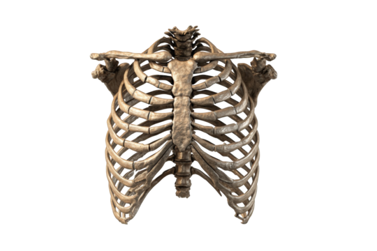 3D Rendered Human Ribcage (1)