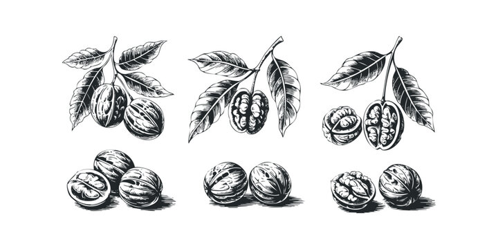 Walnut fruit and leaves in ink sketch style