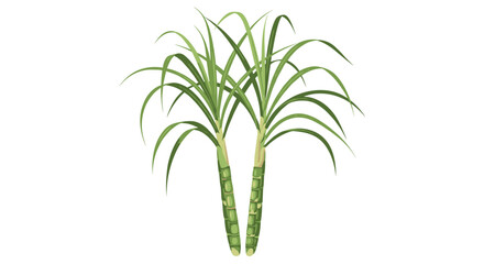 Fototapeta premium Vibrant green sugarcane plants with long arching leaves and thick stalks, a natural source of sugar, stand tall.
