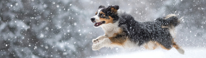 Christmas pet lovers enjoy joyful moments with playful dog running through fresh snow in winter forest scene full of festive spirit