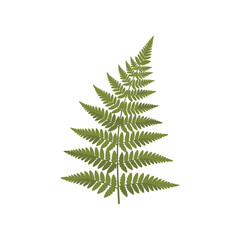 A detailed closeup of a vibrant green fern frond.