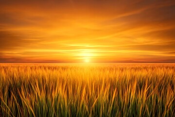 Fototapeta premium Golden sunset illuminating tall grass field in open space