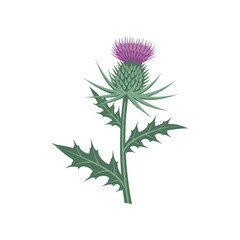 Detailed Illustration of a Purple Thistle Plant with Green Leaves.