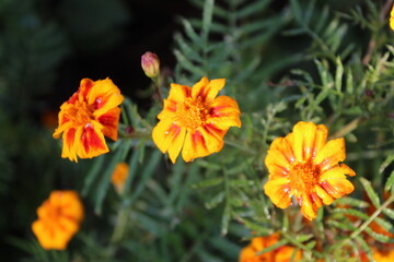 Tagetes erecta or the French Marigold beautiful yellow flowers