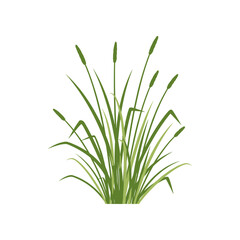 Green Cattails Growing in a Lush Patch.