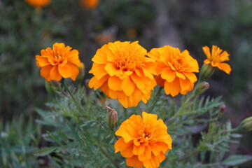 Tagetes erecta or the French Marigold beautiful yellow flowers