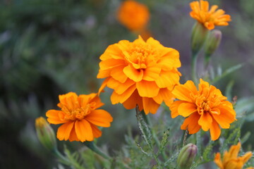 Tagetes erecta or the French Marigold beautiful yellow flowers
