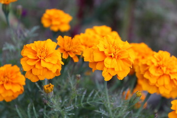 Tagetes erecta or the French Marigold beautiful yellow flowers