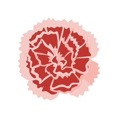 Vibrant Red Carnation Flower Blossom Isolated on White Background.