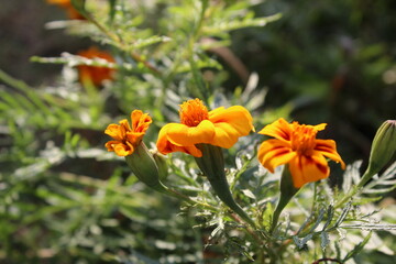 Tagetes erecta or the French Marigold beautiful yellow flowers