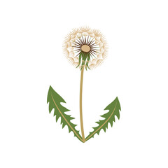 White fluffy dandelion blowball flower with green leaves isolated.