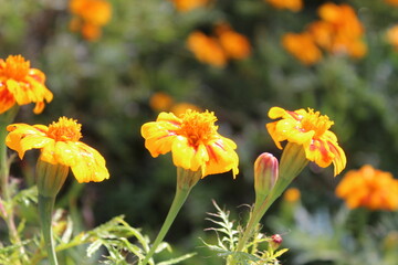 Tagetes erecta or the French Marigold beautiful yellow flowers