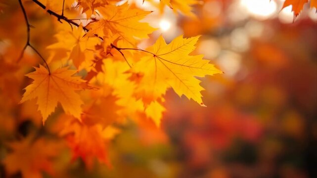 Vibrant Maple Leaves in Autumn Sunlight With Soft Bokeh Background In Warm Orange and Yellow Tones