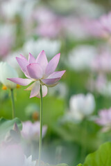 Fototapeta premium 美しい蓮の花 