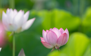 Obraz premium 美しい蓮の花 